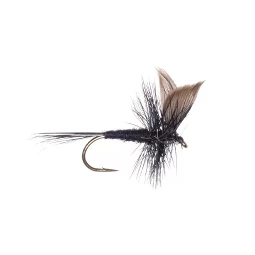 Black Gnat